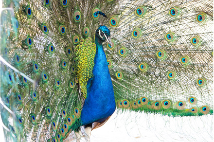 peacock with beautiful spread tail