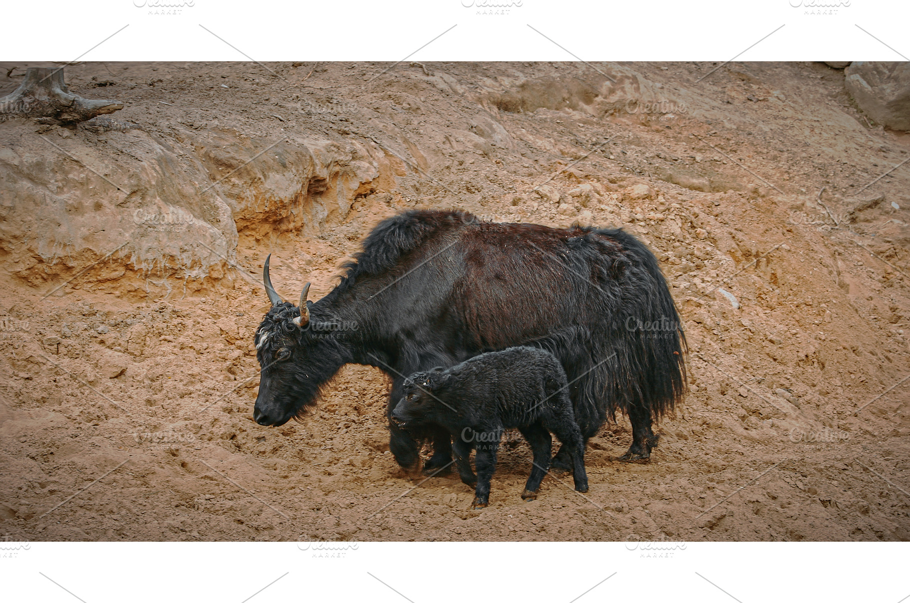 Mother yak with her calf in a, an Animal Photo by Our Amazing World