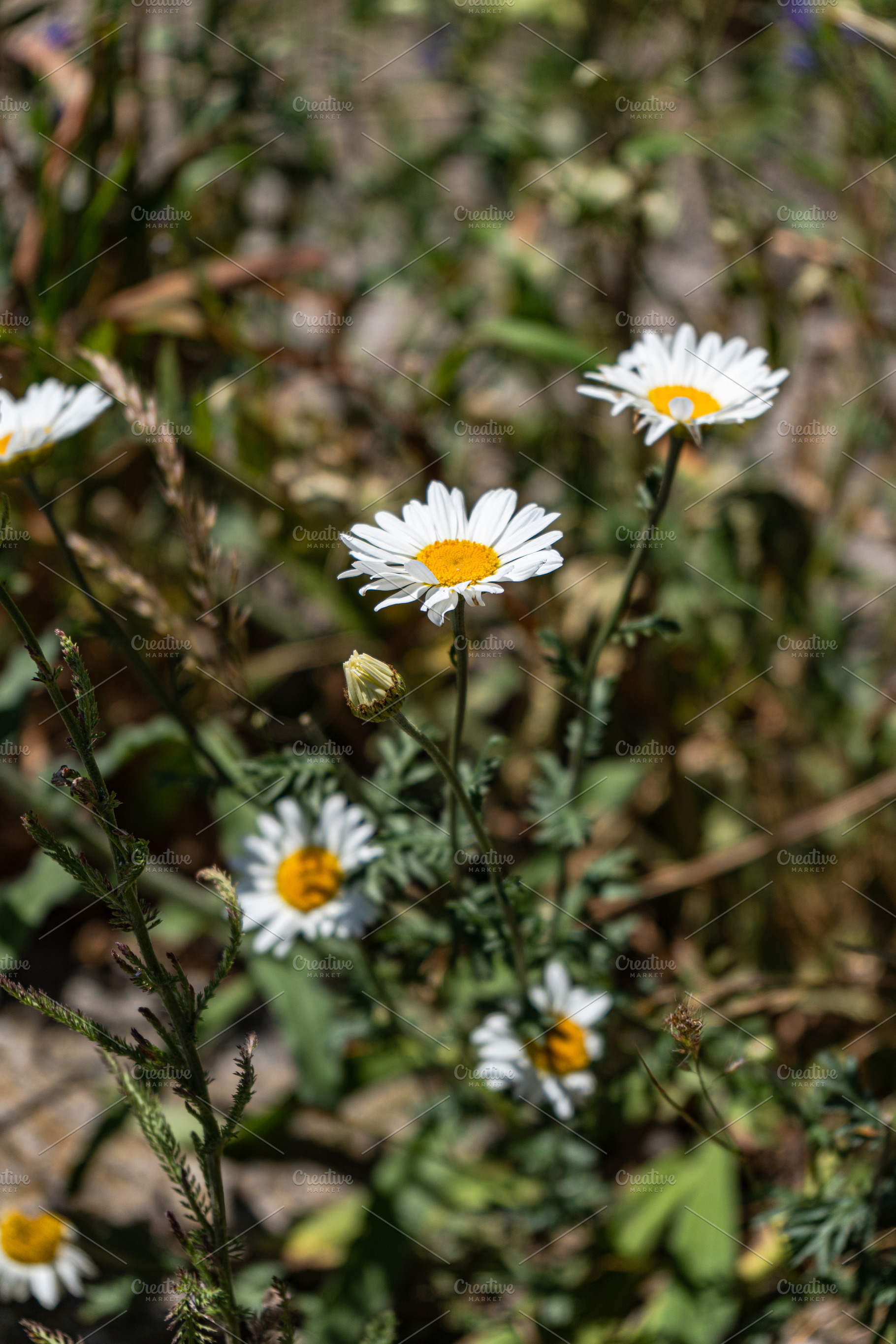 White daisy flowers in a meadow, a Nature Photo by Anna Bogush