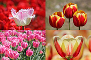 Spring Tulips - photo pack, a Templates & Theme by Cherry Picked Photos (Thumbnail 4 of 5)