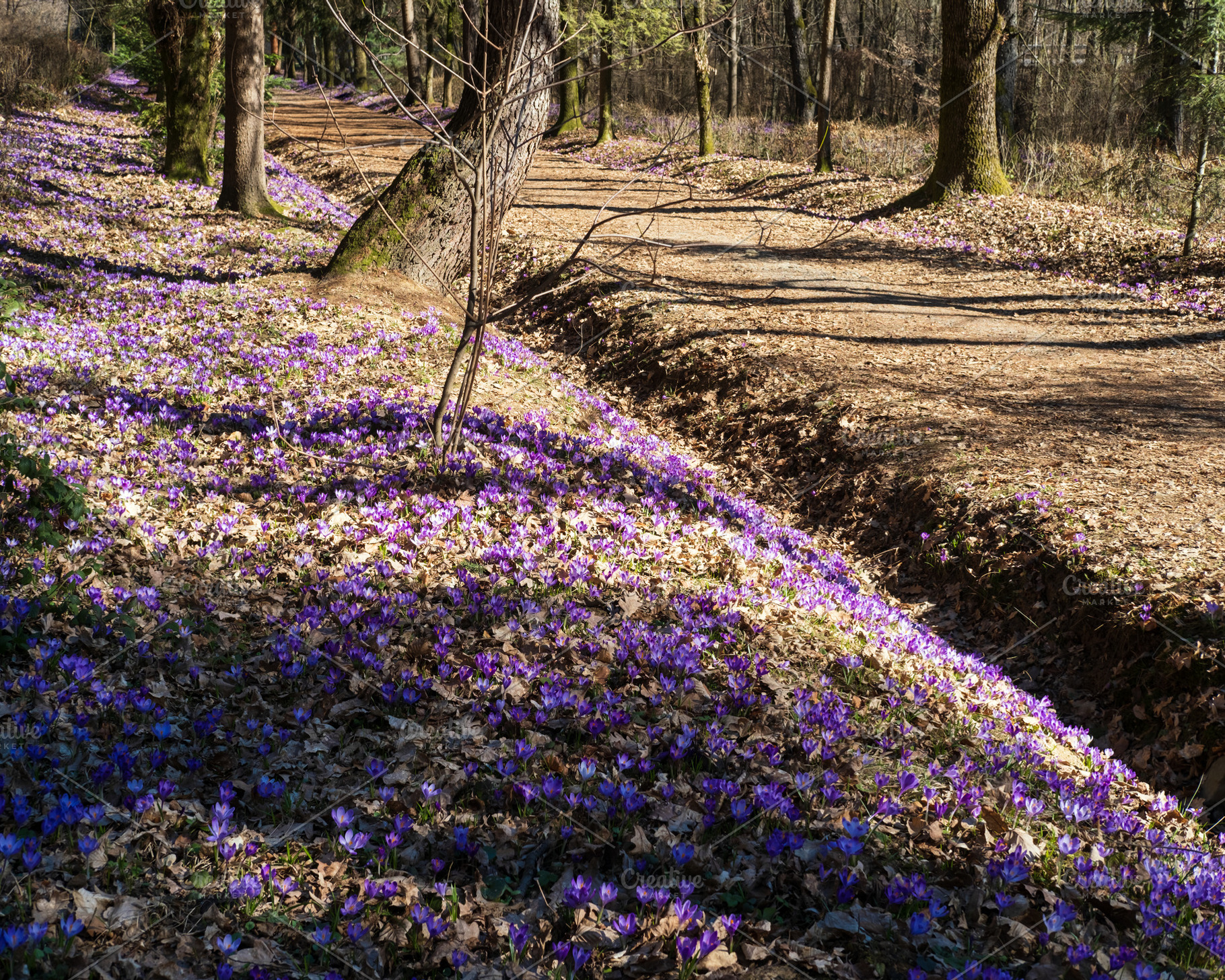 Violet Crocus heuffelianus (Crocus vernus) flowers in spring for, a Nature Photo by YuriyB