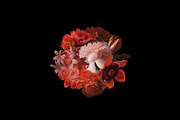 Kurohana Painted Florals Collection, an Illustration by Studio Yorktown (Thumbnail 11 of 13)