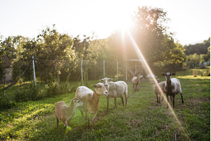 Sheep grazing in sunny meadow on, an Animal Photo by HalfPoint