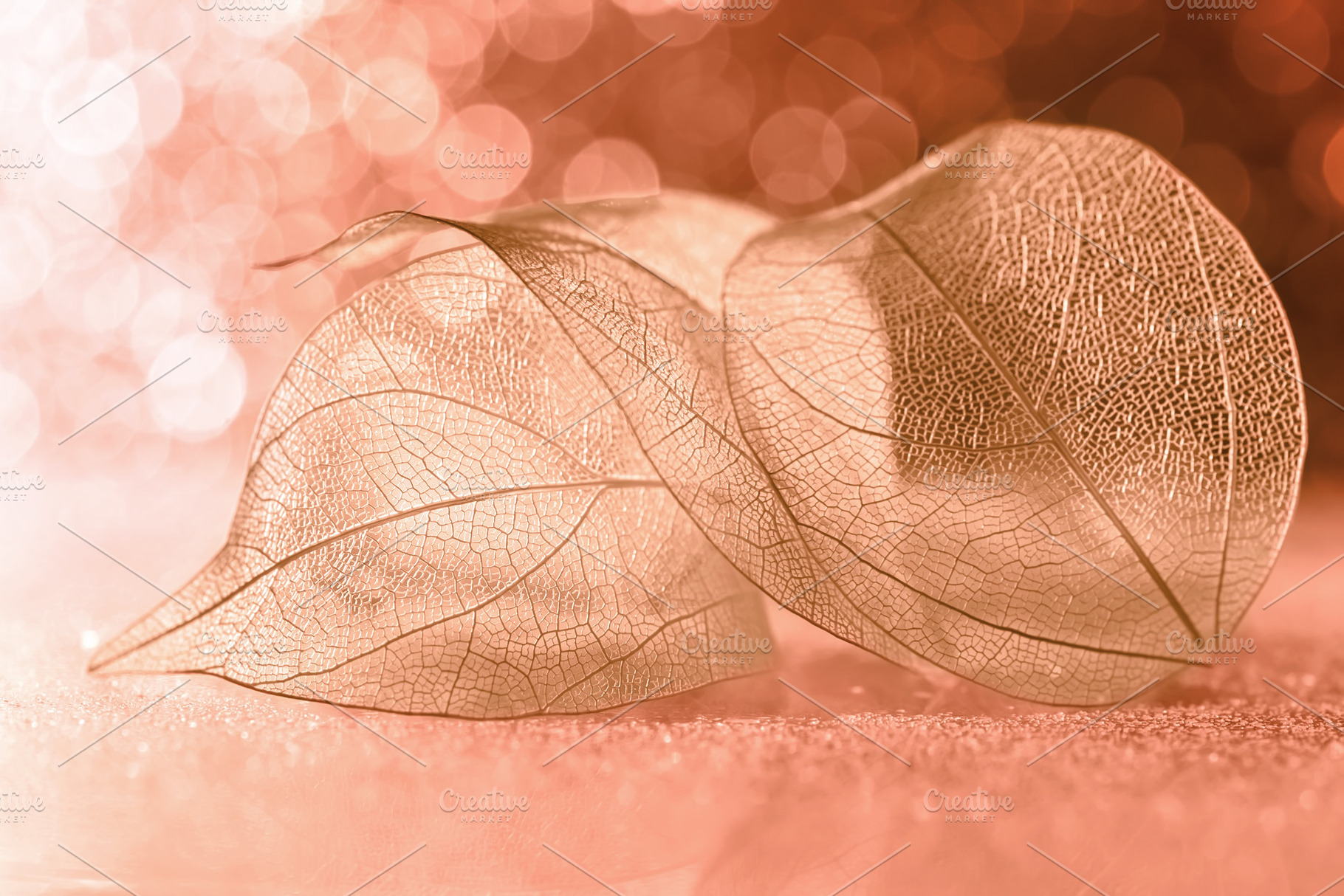 Transparent leaf of peach color, an Abstract Photo by Yulia71