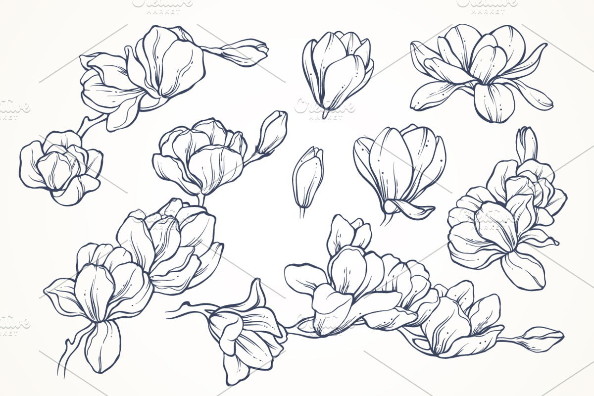 Linear vector magnolia flowers set, an Illustration by Color and Decor (Photo 2 of 3)