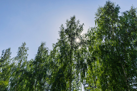 a large number of different deciduous trees in the summer, a Photo by MyPhotos