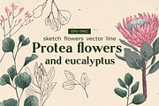 Protea flowers and eucalyptus sketch, an Illustration by irina.vaneeva (Thumbnail 1 of 12)
