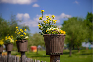 Flowering vases in a flower bed, a Nature Photo by yanadjana