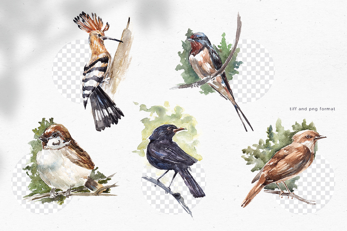 Handdrawn watercolor birds, an Illustration by Tilling (Photo 2 of 5)