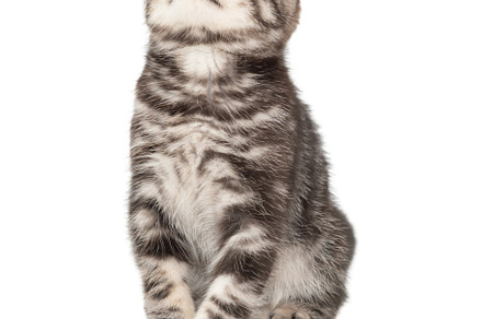 Little kitten Scottish fold cat