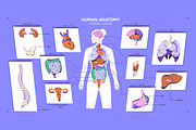 Female body anatomy, internal organs, a Healthcare Illustration by PaperTrident (Thumbnail 1 of 4)