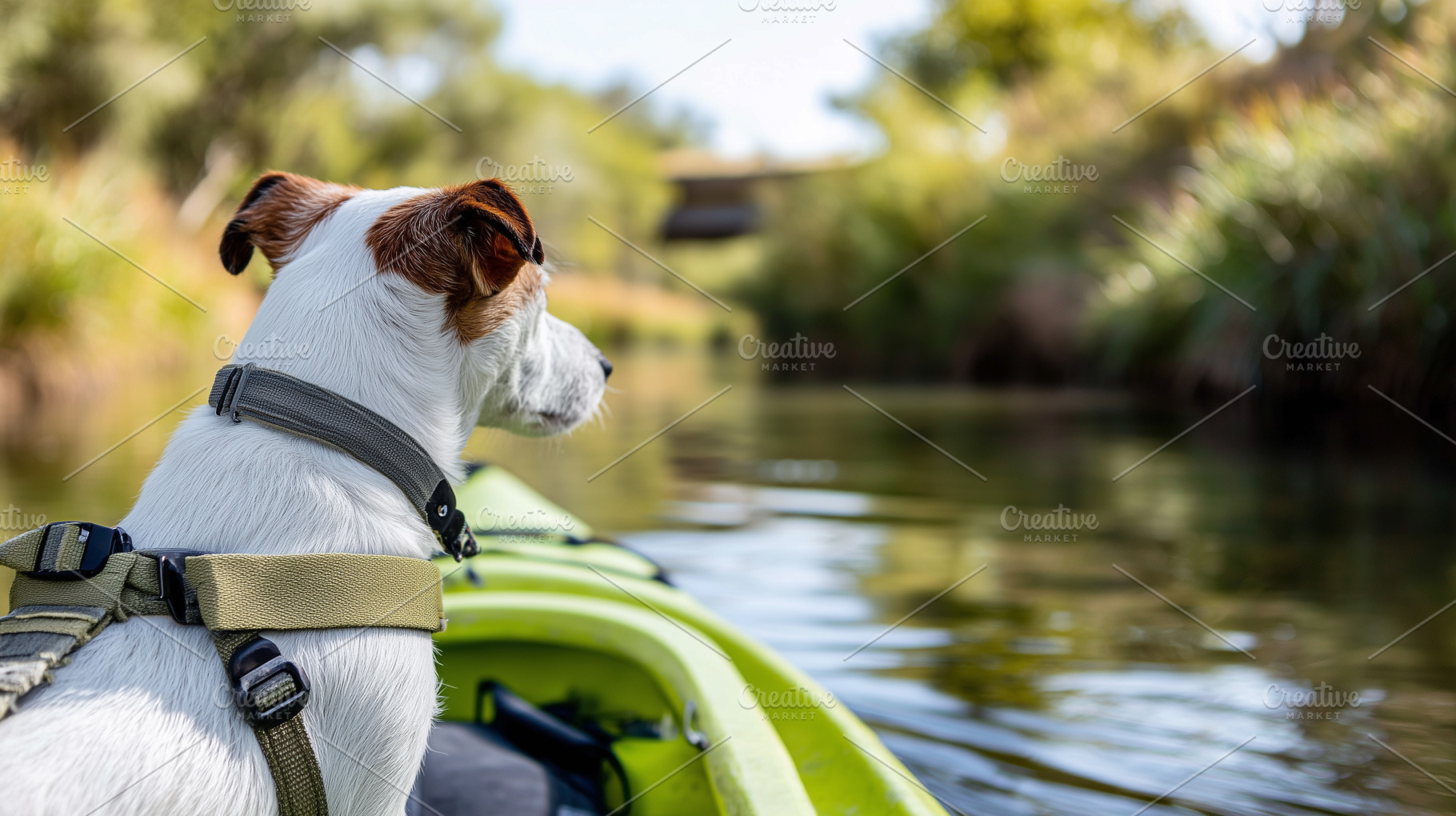 Jack russell terrier in a harness, an Animal Photo by MistyDay