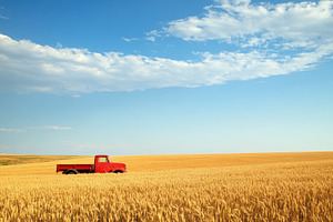 Red truck parked amidst golden wheat, a Photo by Pavel_design