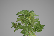 Potato plant, an Environmental 3D Model by AndrewWhite (Thumbnail 10 of 11)