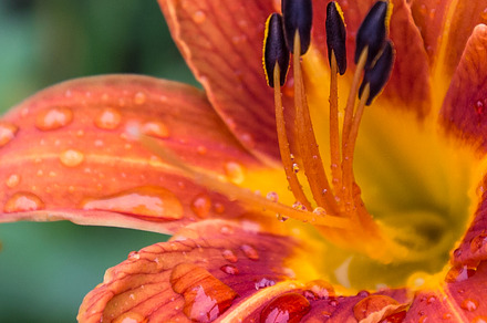 Orange Daylily in June