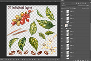 Coffee in botanical style, a Food Illustration by Ann Astro (Thumbnail 2 of 9)