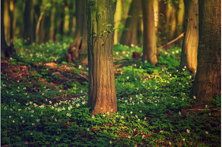 Flowering green forest with white, a Nature Photo by Nature and travel