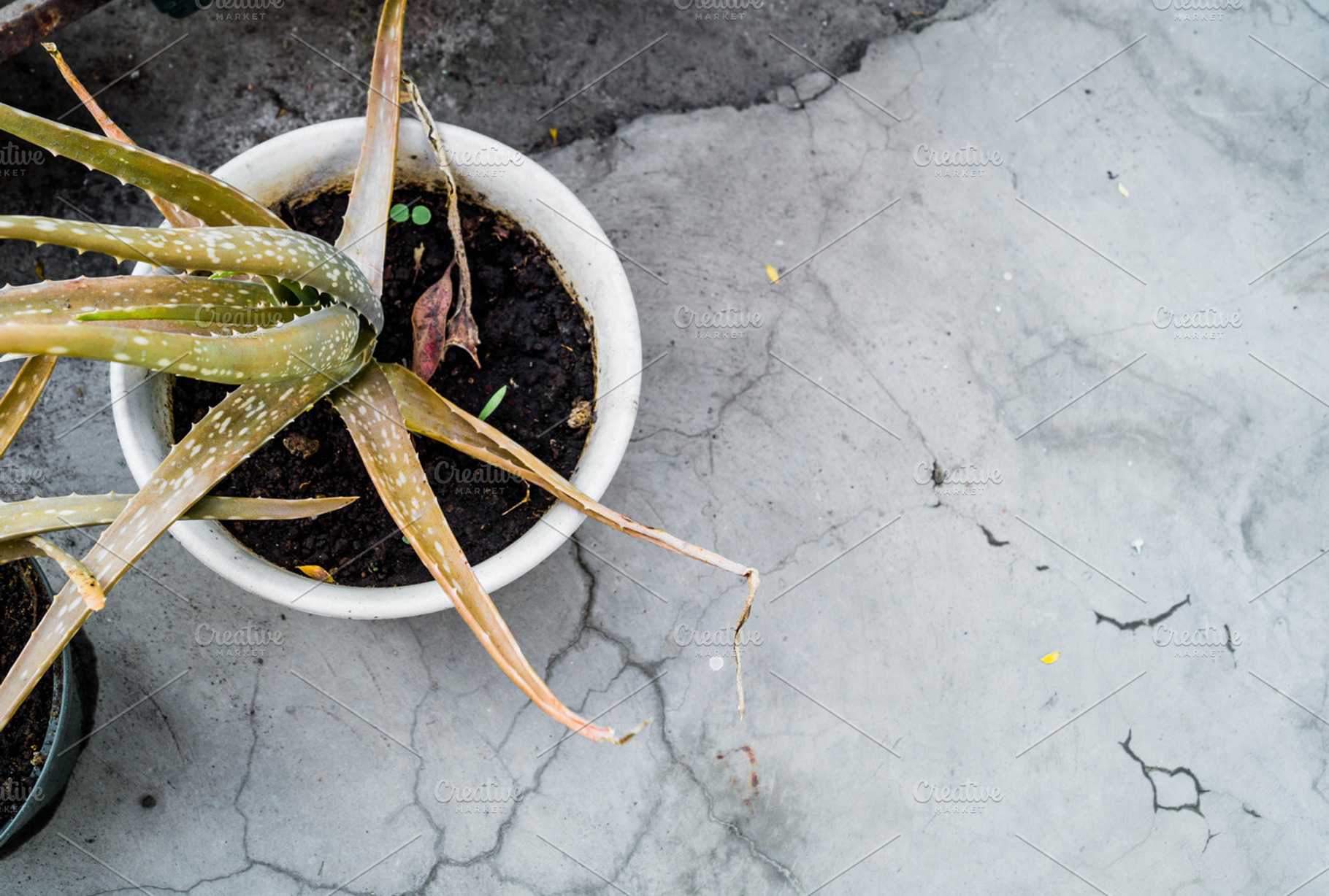 Garden Desert Plant
