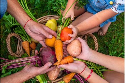 A family harvests vegetables in the, a Person Photo by yanadjana