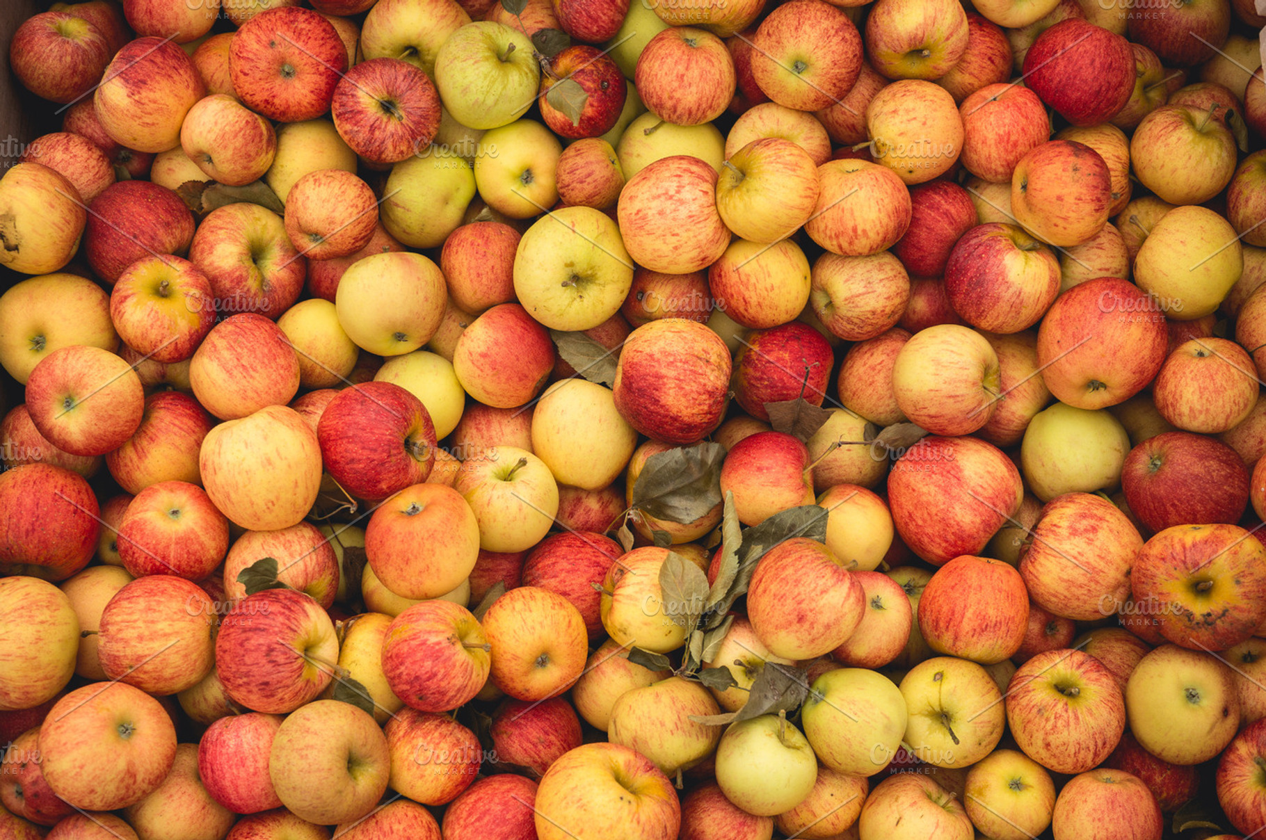 Freshly Picked Apples At The Orchard, a Food & Drink Photo by Luke Sim Creative