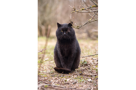 Black cat without one eye on nature, an Animal Photo by COLORFUL