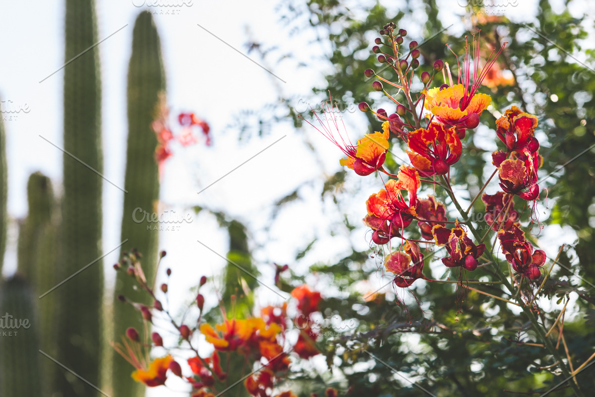 Wild Desert Cacti Bundle, a Nature Photo by HG Photography (Photo 6 of 7)
