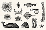 Nautical Engraving Illustrations, an Illustration by Graphic Goods (Thumbnail 8 of 10)