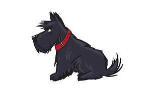 scottish terrier