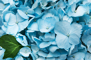 Blue hydrangea flowers blooming with green leaf macro, a Nature Photo by Olena Rudo