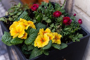 Bright flowers in the pottery pods, a Nature Photo by Anna Bogush