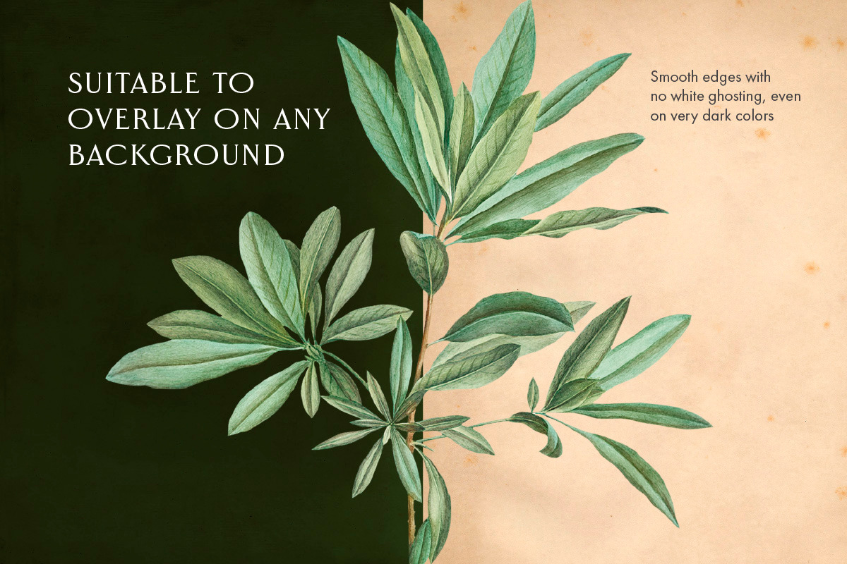 25 Vintage Leaves, an Object Graphic by The Object Atlas (Photo 4 of 5)