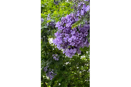Beautiful Purple Flowers of, a Nature Photo by tilialucida