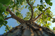 98 Trees view from below, a Nature Photo by Handmadefont (Thumbnail 58 of 98)