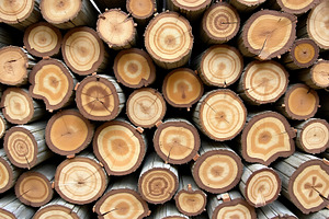 Stacked natural wood logs showing de, a Nature Photo by Artonix