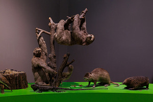 Green iguana, Coypu, Western long-beaked echidna, Brown-throated three-toed slo, an Animal Photo by Bepslabor