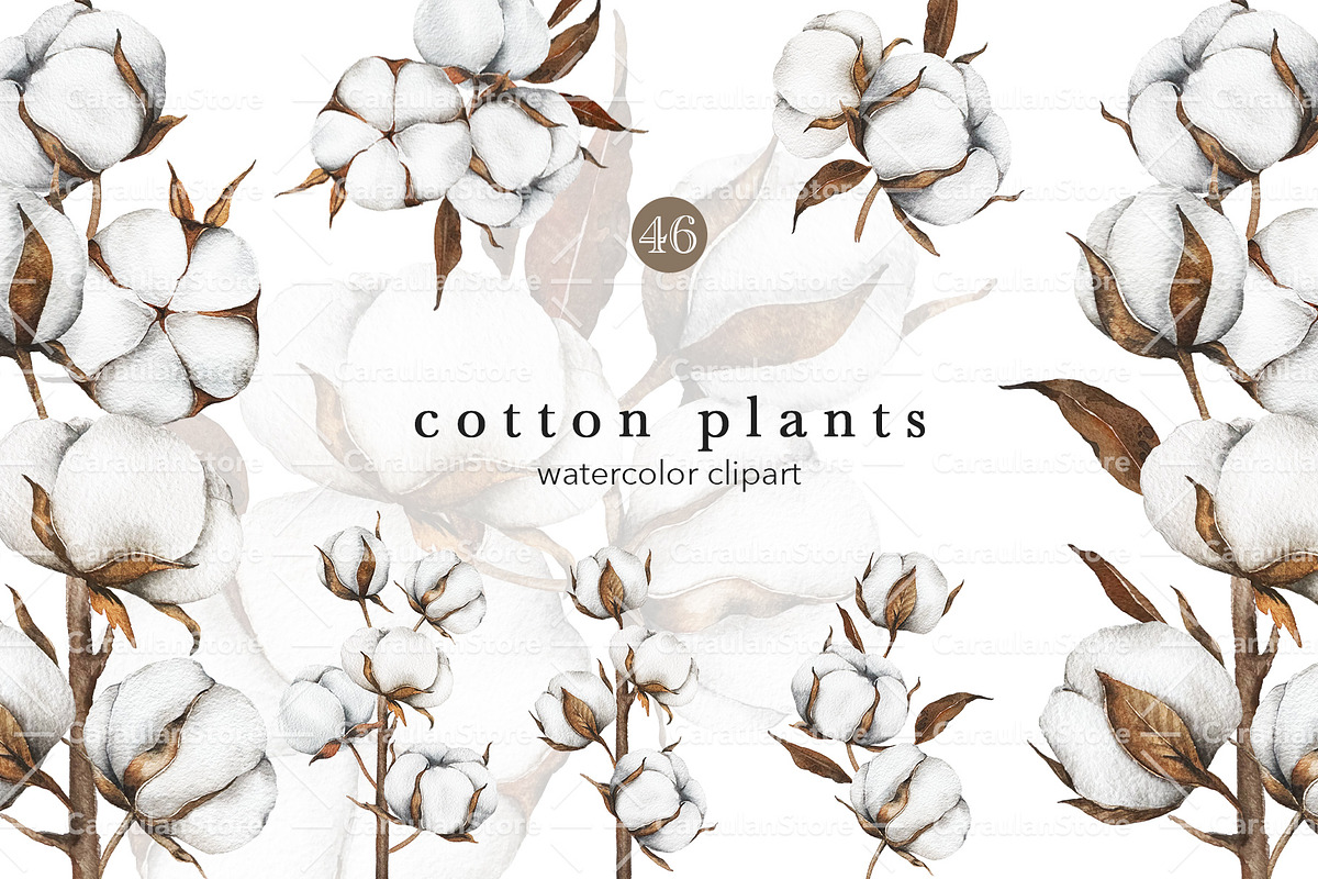 Cotton Plant Watercolor, an Object Illustration by CaraulanStore (Photo 1 of 10)