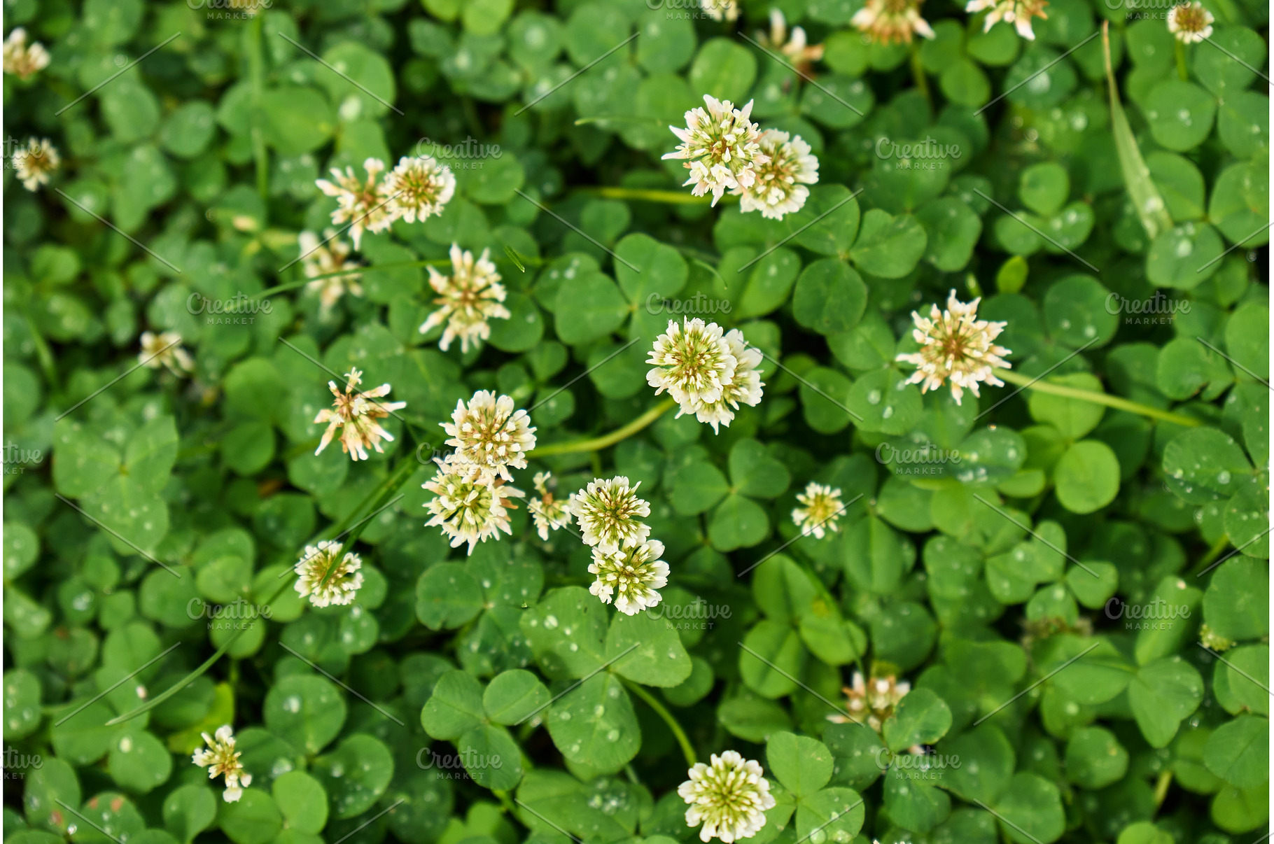Fresh clover patches populate the, a Nature Photo by darksoul72