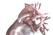 Artificial Human Heart Beating, an Object 3D Model by konstantin.ermolaev (Thumbnail 4 of 5)