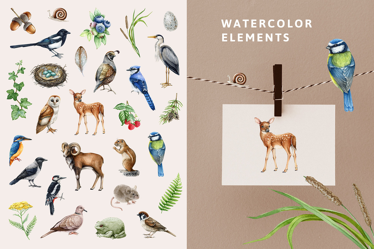 Forest Alphabet Watercolor Clipart, an Education Illustration by AnitaPol (Photo 5 of 12)