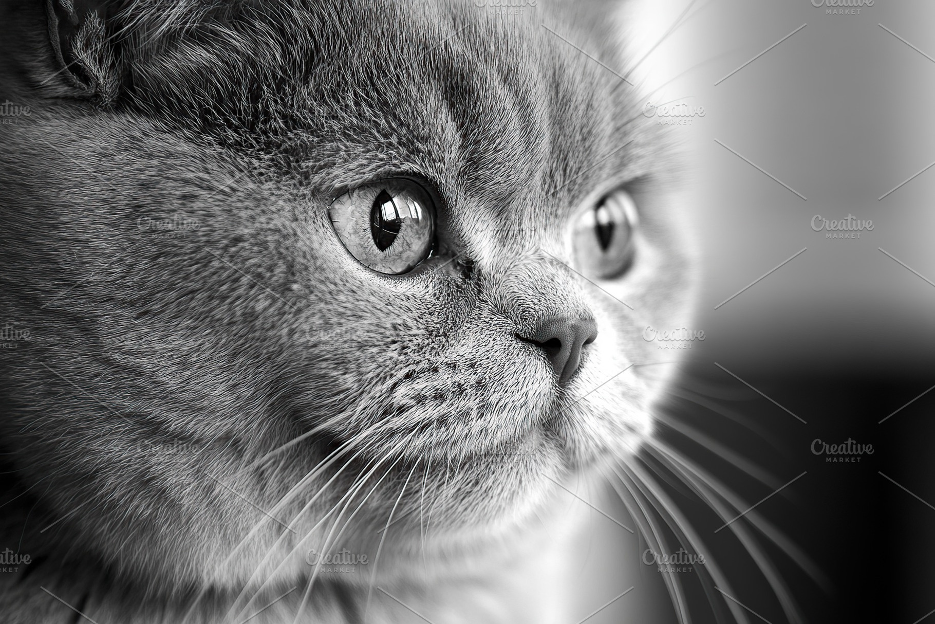 Cute grey british breed cat, an Animal Photo by AlyaAnd