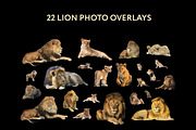 22 Lion Photo Overlays, an Action Add-On by PhotoEffects.Store (Thumbnail 6 of 6)