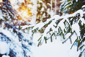 Spruce tree under the snow stock photo containing spruce and tree