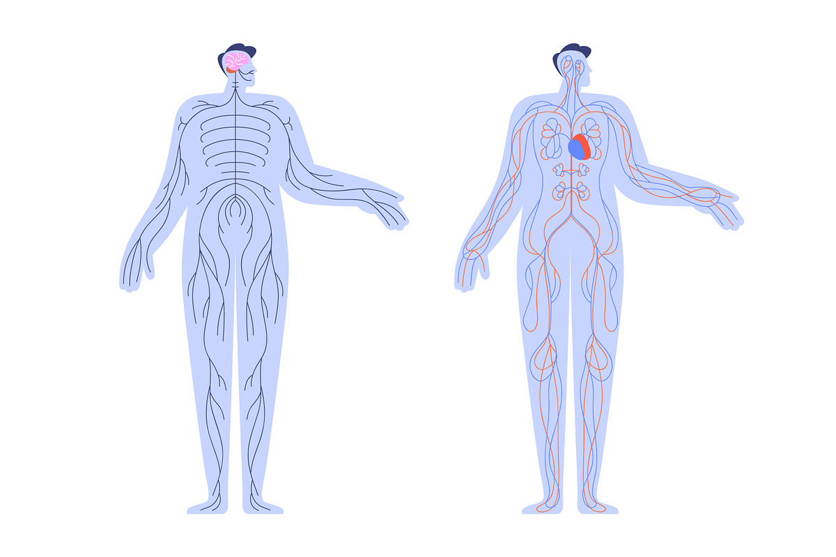 Man body anatomical structures set, a Healthcare Illustration by Good ...