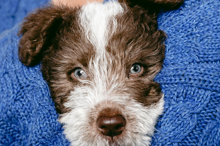 Close-up of a Fox Terrier puppy in the arms of its owner