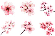 Watercolor Cherry Blossom Clipart, an Illustration by Designking (Thumbnail 4 of 5)