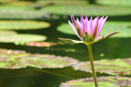 Wanderlust containing photography, nature, and south florida