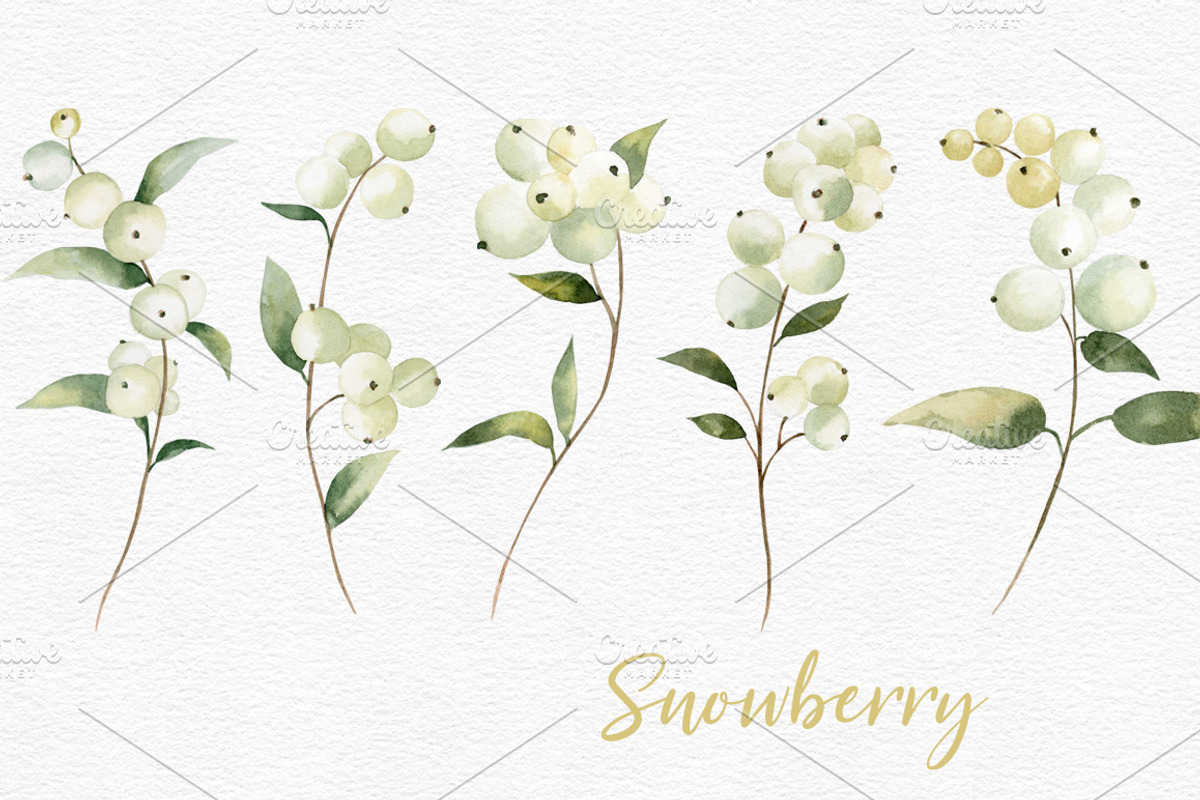 Watercolor Snowberry set, a Graphic by Colibri Watercolor (Photo 3 of 5)