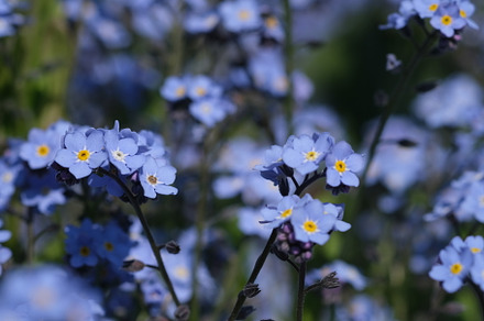 Forget-me-not flower macro, a Nature Photo by oksanatukane