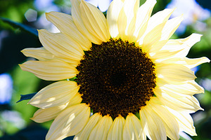 MEGA PhotoPack 50+ Nature Photos