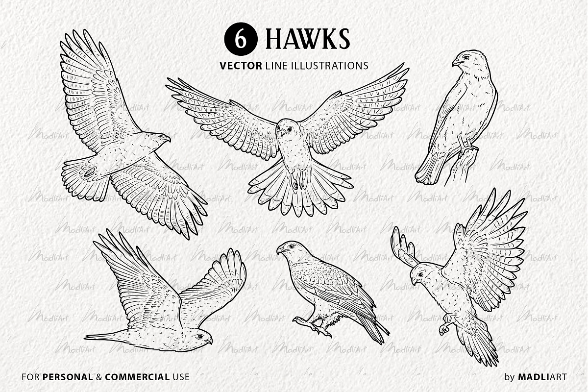 Hawk Falcon Bird Vector Line Art Set, an Animal Illustration by MadliArt (Photo 3 of 4)